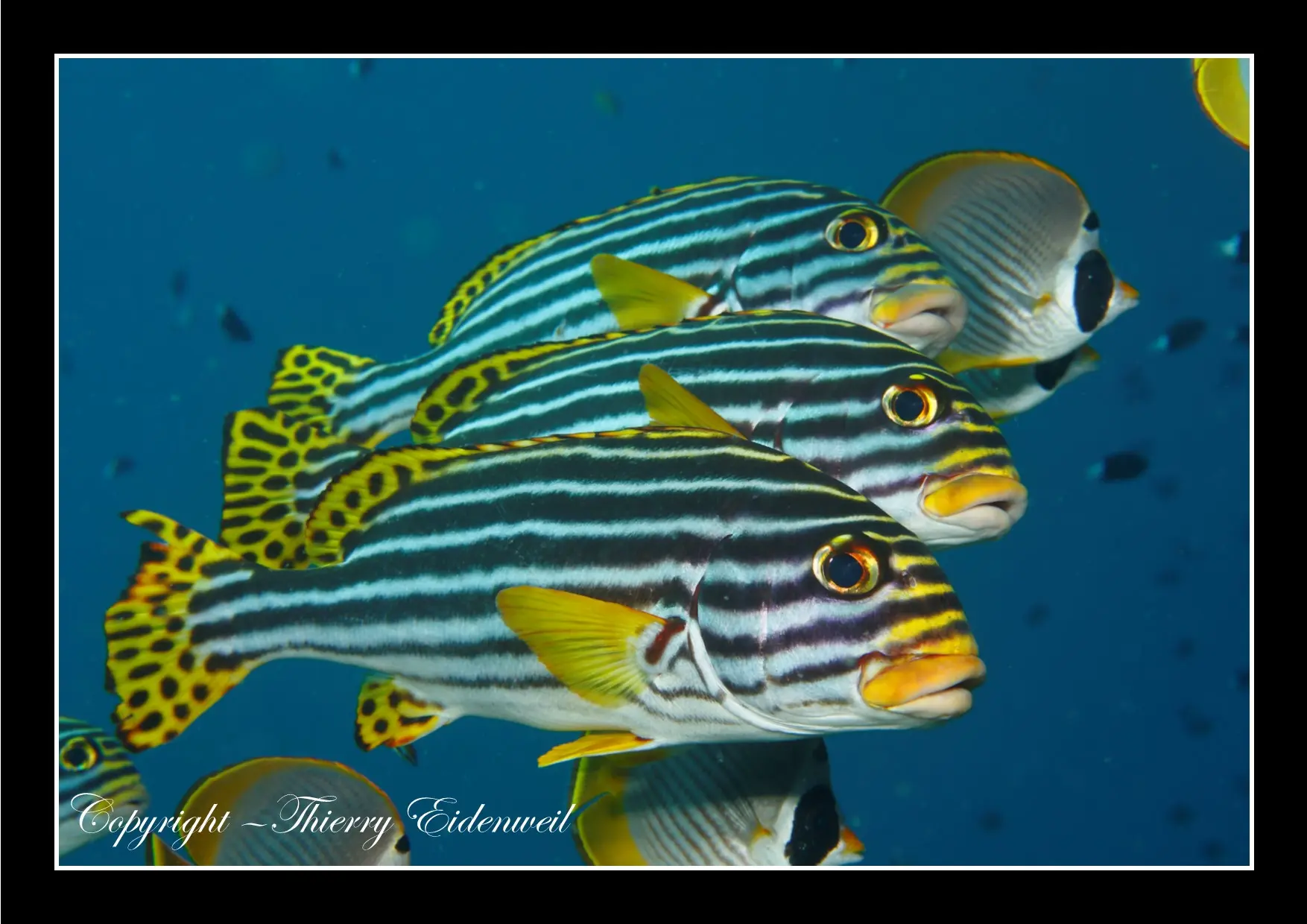 Anilao Macro Dive Media Highlight